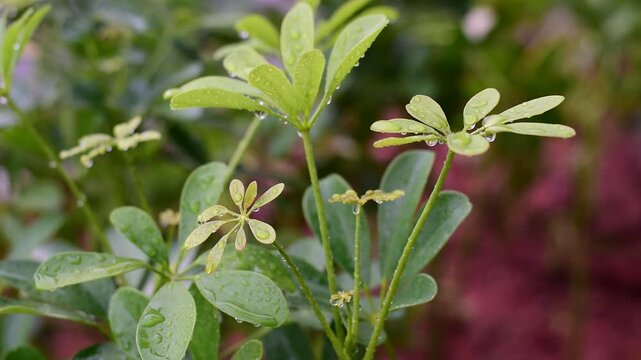 Schefflera arboricola, Dwarf Umbrella Tree ,Miniature Umbrella Plant 