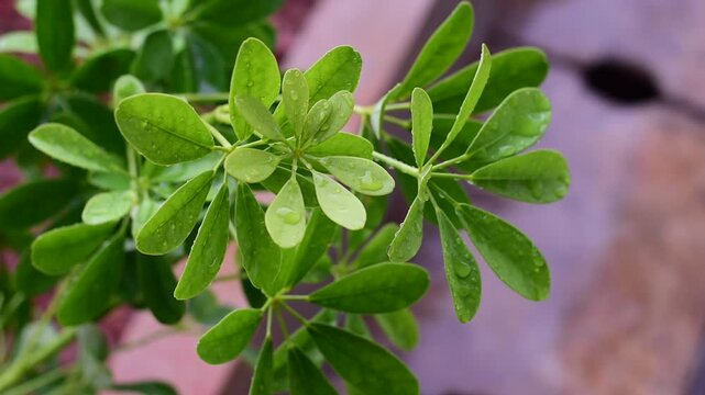 Schefflera arboricola, Dwarf Umbrella Tree ,Miniature Umbrella Plant 