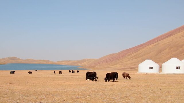 Yaks grazing by Tulpar Kul Lake, Kyrgyzstan. Nomadic yurt on shore with Pamir mountains and high-altitude pasture. Traditional livestock in Achik-Tash valley.