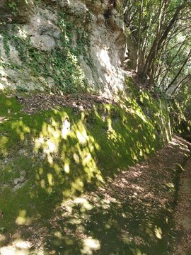 Pared de roca de toba cubierta de musgo verde y hiedra junto a un sendero forestal, Le Vie Cave, Pitigliano, Italia.