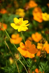 Obraz premium Golden yellow flowers on green background in a garden in Thailand