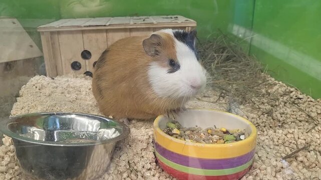 A brown guinea pig with a white face, chewing on grain.