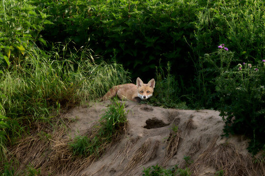 young fox cub at a burrow