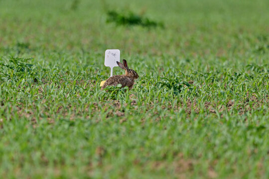 hare at the end