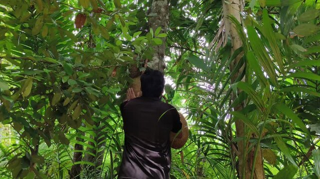 Young farmer or hiker person walking near outdoor jackfruit tree on agriculture land and check growing jackfruit fruit crop for pest damage or quality. Farmer man healthy lifestyle concept.