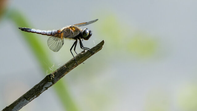broad-bodied chaser (libellula depressa) dragonfly perched on a bare wooden twig