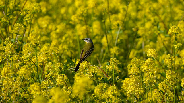 beautiful yellow wagtail (motacilla flava) perched on blooming yellow rapeseed (brassica napus) in a field