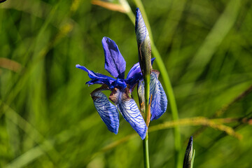 Sibirische Schwertlilie © Hans Steen-Kiel
