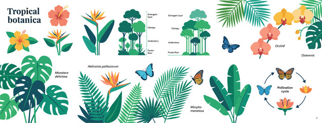Flat vector tropical botanica set featuring rainforest stratification layers, orchid flowers, monstera leaves, and butterfly pollination cycle charts for educational biology graphics © AdhinChandra