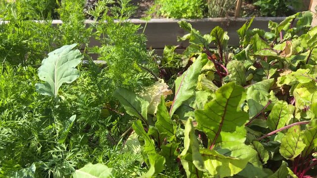 Fresh carrot tops growing in garden bed, lush vegetable patch