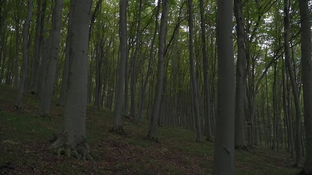 Dense beech forest with tall tree trunks growing on a hillside slope. Wild green woodland scenery, forestry ecosystem and nature background