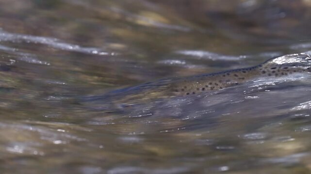 A salmon leaps high into the air, attempting to clear the man-made weir structure in the Ganaraska River. The water is churning with white foam and spray.
