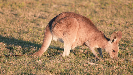 Young Kangaroo Joey Grazing in an Open Field at Sunset in Australia © blueringmedia