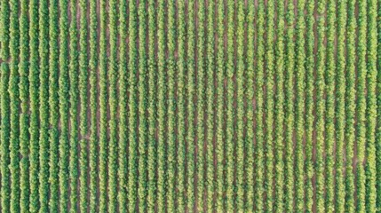 Fototapeta premium Top Down Aerial View of Symmetrical Green Crop Rows in Field