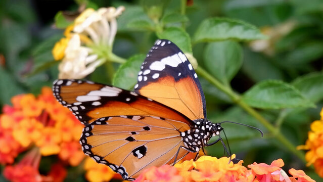Plain Tiger Butterfly Resting on Orange Lantana Flowers in Garden