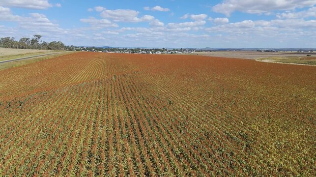 Aerial View of Reddish Sorghum Crop Field in Rural Australia