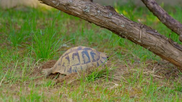 Wild tortoise laying eggs in a nest on the ground