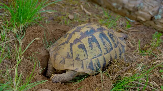 Tortoise laying eggs in nest hole