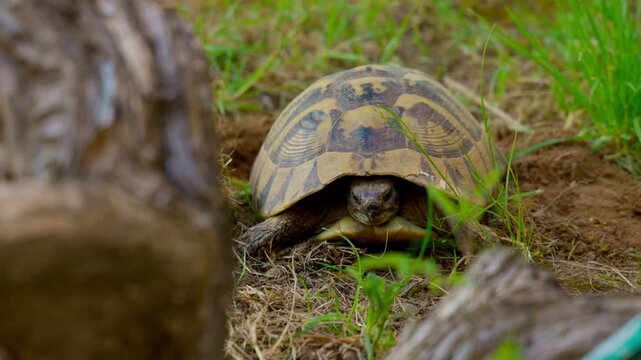 Hermann's tortoise laying eggs in hole