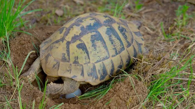 Wild tortoise laying eggs in nest