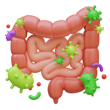 3D Illustration of Human Intestines Organ with Bacteria and Virus Infection