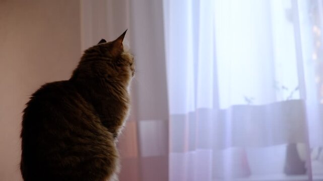 A cat carefully watches something outside, staring with intense focus.   The cat is relaxing on the balcony floor and looking through the window. A quiet, funny moment from the life of a curious pet.