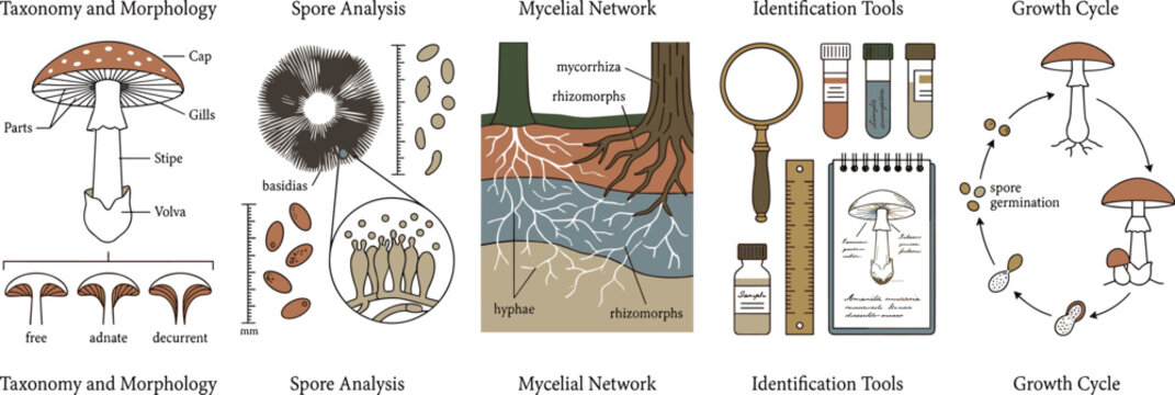 Mushroom life cycle vector infographic featuring mycology taxonomy diagrams fungal anatomy spore analysis and foraging identification tools for educational textbook publishing