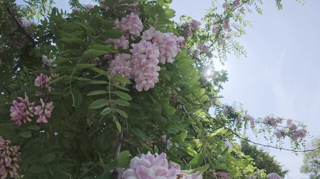 Bottom-up view, camera moving down from tretop of Pink Acacia or Clammy Locust (Robinia viscosa) tree covered with white-pink flowers, backlit by sun, which creates glare on lens