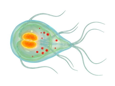 3D rendering of Giardia intestinalis, the microscopic intestinal parasite that causes giardiasis diarrheal illness on transparent Background, perfect for science project and graphics resources.