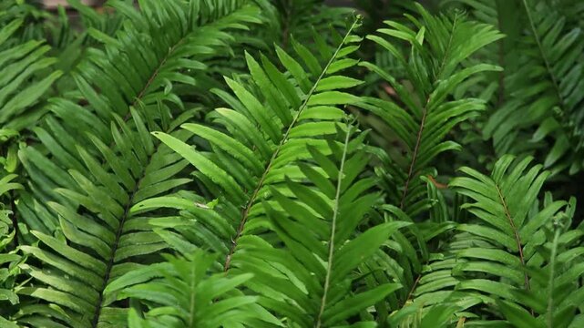 Fern leaves in nature. Background textures.