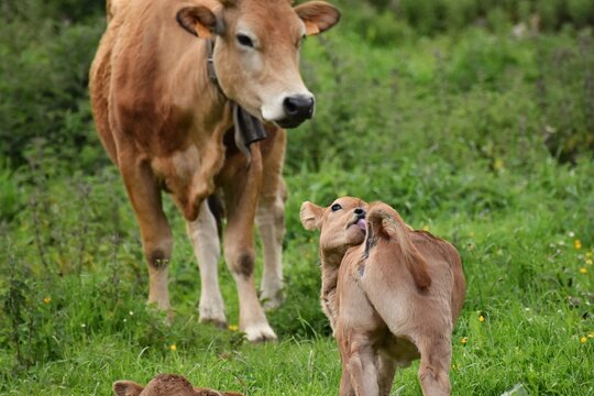 Un ternero lami&eacute;ndose ante su madre vaca