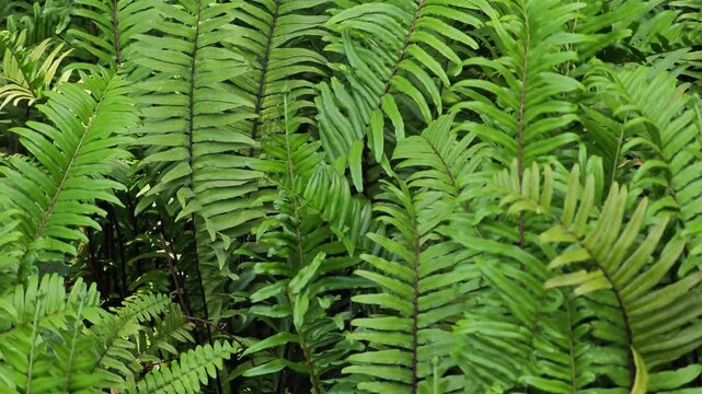 Fern leaves in nature. Background textures.