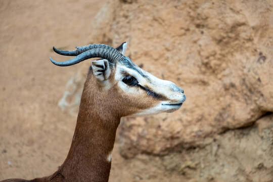 Nager dama mhorr. Addra gazelle