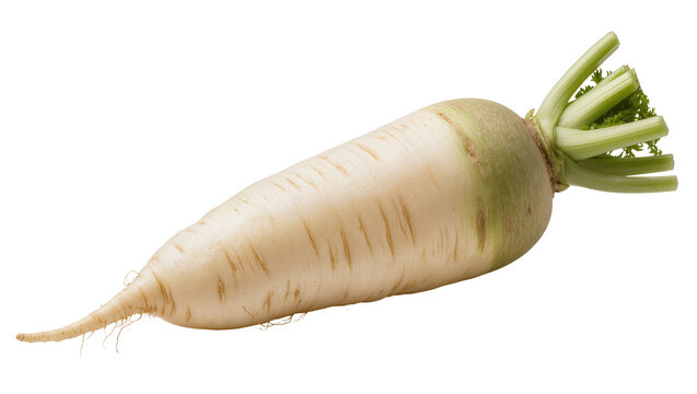 Daikon radish root vegetable with green leafy tops