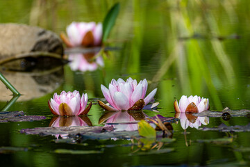 Wasserlilien in der frühen Mai-Sonne © Alexandra