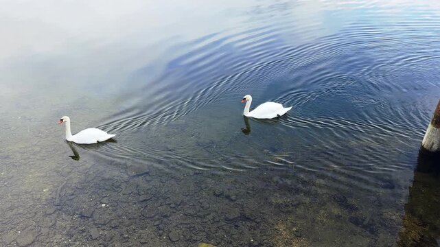 White swans swimming in mountain lake. Scenic nature landscape with beautiful birds and sunset reflections.