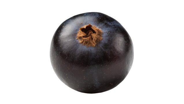 Single dark purple berry with brown calyx