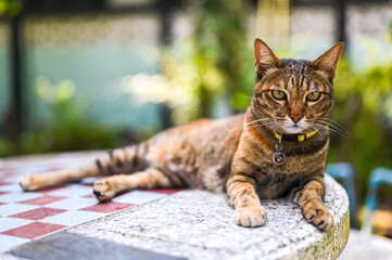 A calm tabby cat with a yellow collar rests gracefully on a checkered stone tabletop. © baramyou0708