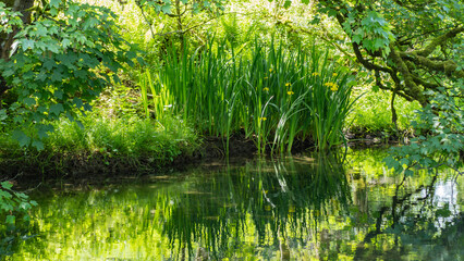 Fototapeta premium Derbyshire trout stream in May