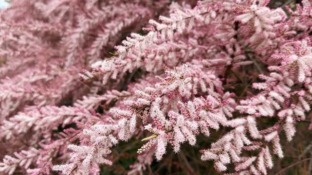 Blooming tamarix shrub branches close up. Pink tamarisk flowers in soft selective focus. Beautiful retro spring botanical background.