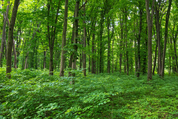 Fototapeta premium green forest background in a sunny day