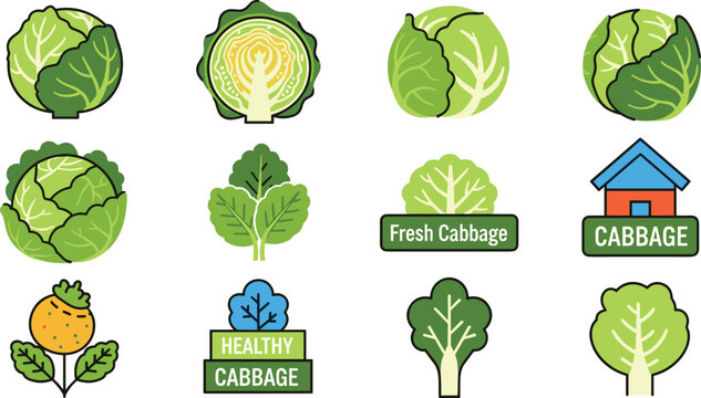 Cabbage Vegetable Vector Set with Fresh Organic Leaf and Healthy Food Icons