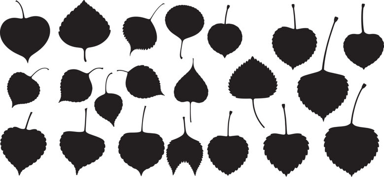 Aspen or Poplar tree leaves silhouette set. aspen leaf silhouette,  includes diverse leaf shapes and orientations, vector illustration