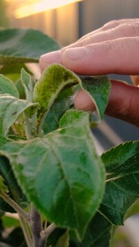 Aphids on tree leaves. Selective focus.