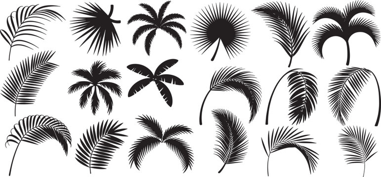 collection of tropical palm leaf silhouettes set, various types of tropical and exotic plant foliage, such as coconut tree leaves and fan palm leaves. vector illustration