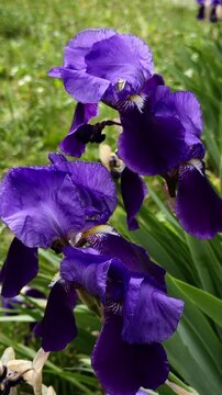 Beautiful purple iris flowers blooming in the garden. Sunny spring landscape with violet irises in full bloom. Natural floral wallpaper. Vertical resolution.