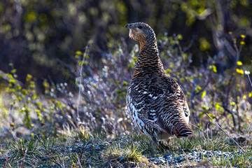 Obraz premium Auerhuhn (Tetrao urogallus) Weibchen