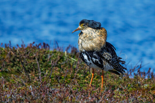 Kampfl&auml;ufer (Philomachus pugnax)