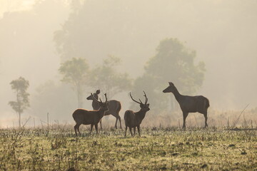 Naklejka premium Hog Deer forage in the grasslands at sunrise in the early morning at Kamang Plain, Phu Khiao Wildlife Sanctuary, Chaiyaphum Province, Thailand.