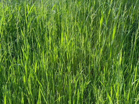Meadow green grass.
